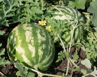 Sugar Baby Watermelon Seeds - Organic & Non-Gmo - Heirloom - Fruit Seeds - Grow Your Own Watermelon At Home