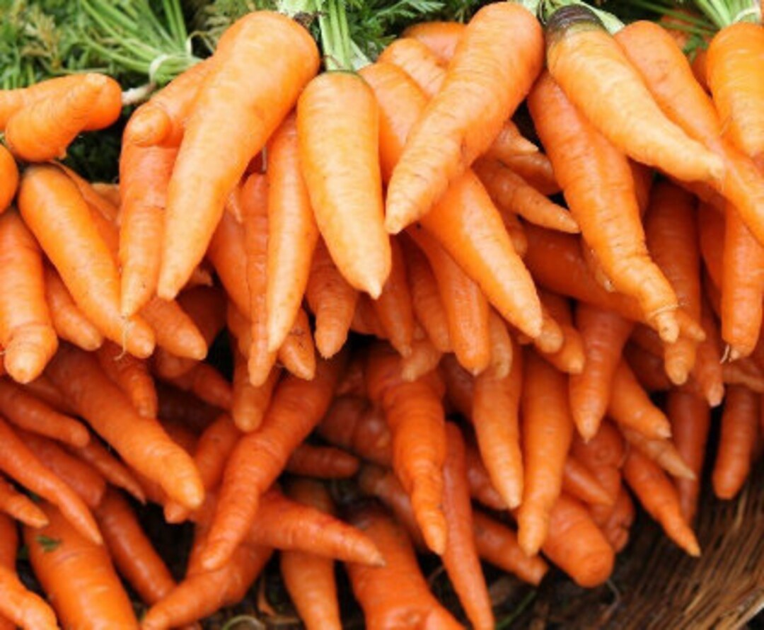 thumbnail image 2 of 1,000 Heirloom Tendersweet Carrot Seeds - Organic Non-GMO, Sweet & Tender, Harvested Fall 2024 2 of 5