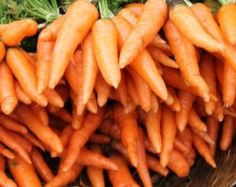 Tendersweet Carrot Seeds - Organic & Non Gmo Sweet Carrot Seeds - Heirloom Carrot Seeds - Fresh USA Grown Seeds - Grow Your Own Carrots