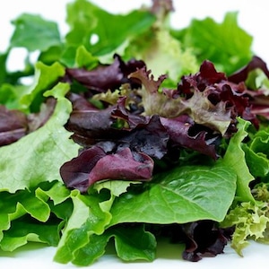 Spring Lettuce Mix Seeds - Biologische en niet-ggo-zaden - Heirloom Lettuce Mix Seeds - Groentezaden - USA Grown Seeds - Grow Your Own Food!