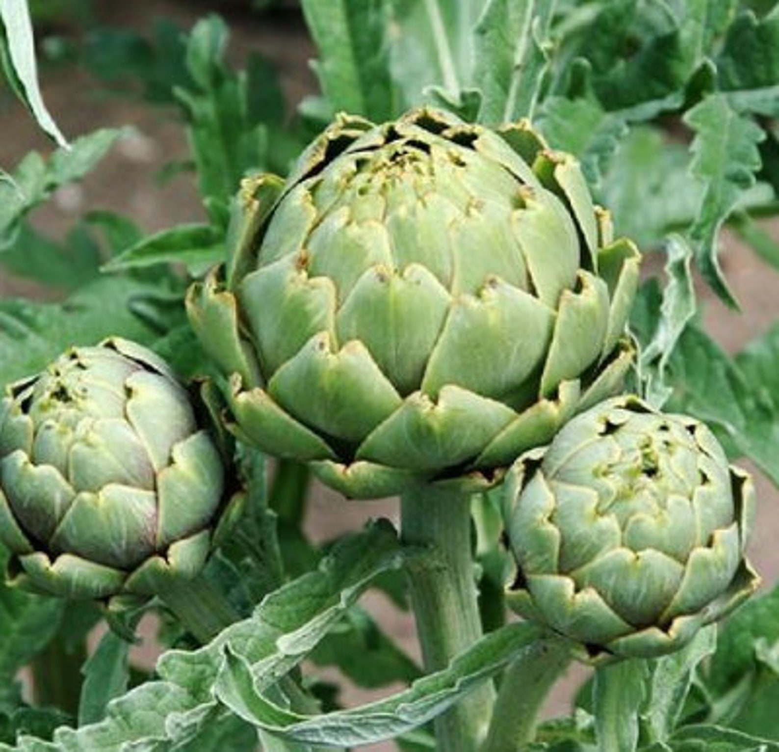 Green Globe Artichoke Seeds Organic Non Gmo Heirloom Etsy