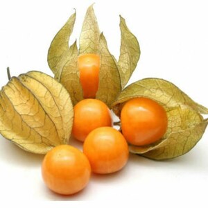 Cape Gooseberry Seeds Physalis Peruviana Organic & Non Gmo Seeds Grow Your Own Gooseberry At Home Fresh Seeds image 2