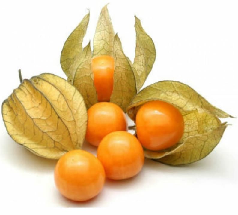 Cape Gooseberry Seeds Physalis Peruviana Organic & Non Gmo Seeds Grow Your Own Gooseberry At Home Fresh Seeds image 2