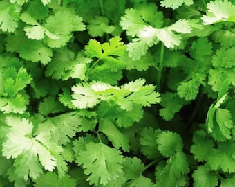 Cilantro Seeds - Organic & Non Gmo Cilantro Seeds - Heirloom Seeds – Herb Seeds - USA Garden Seeds - Grow Your Own Fresh Cilantro