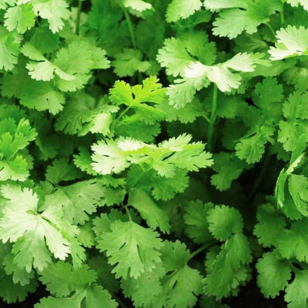 Cilantro Seeds - Organic & Non Gmo Cilantro Seeds - Heirloom Seeds – Herb Seeds - USA Garden Seeds - Grow Your Own Fresh Cilantro