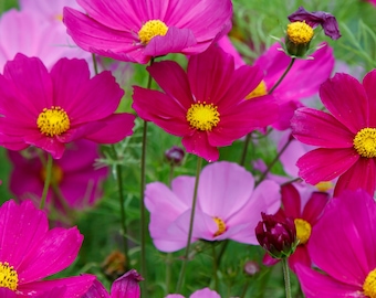 Cosmos Flower Seeds - Organic & Non Gmo Flower Seeds - Heirloom Flower Seeds - Fresh USA Grown Seeds - Grow Your Own Flowers At Home!
