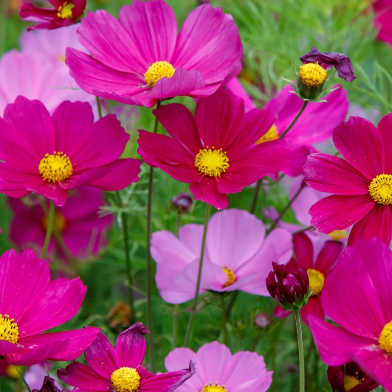 May include: A close-up of pink and purple cosmos flowers in bloom. The flowers have yellow centers and are surrounded by green foliage.