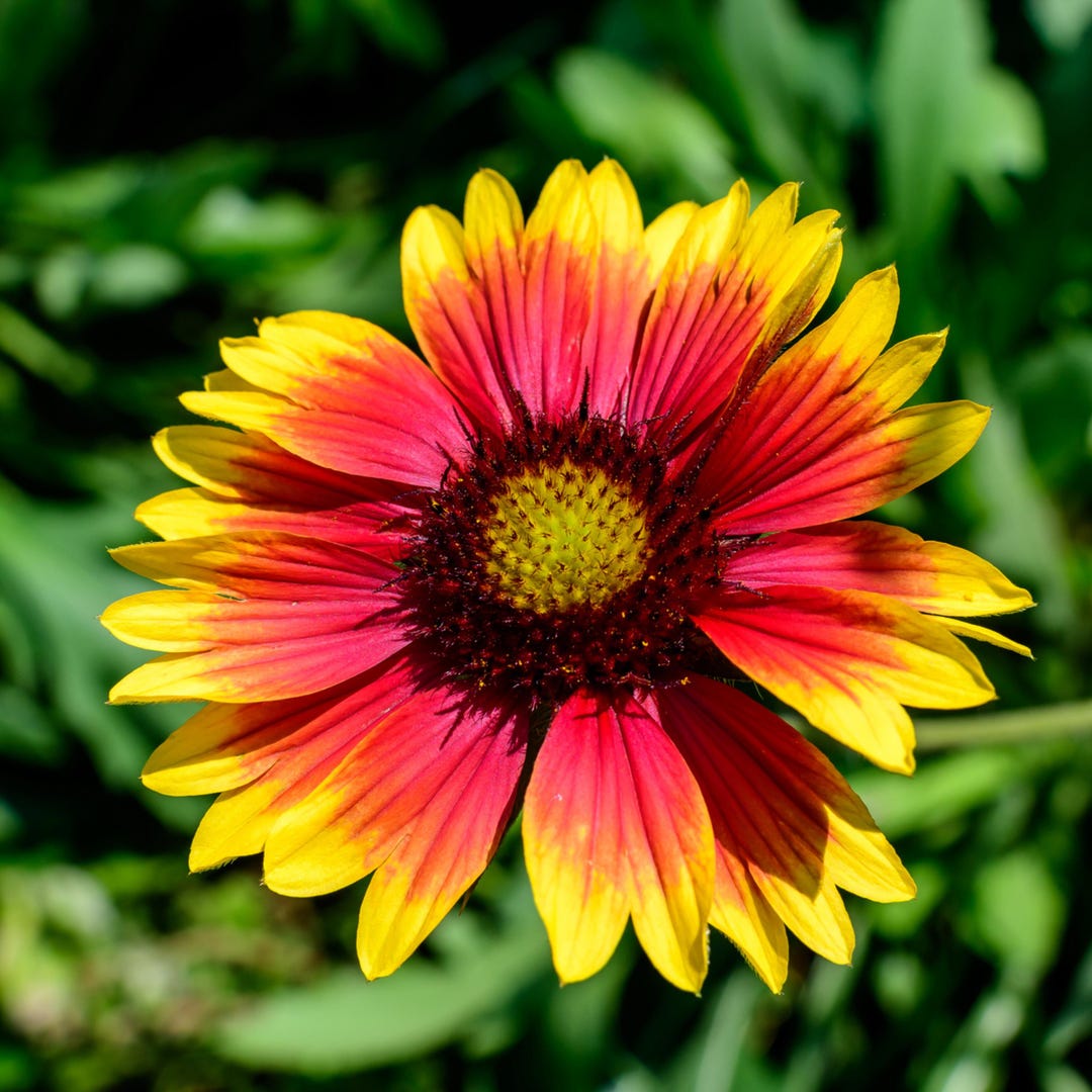 SEMI GAILLARDIA MISCUGLIO - Confezione Da 50 Semi, Fiori Colorati Da Giardino - Foto 2