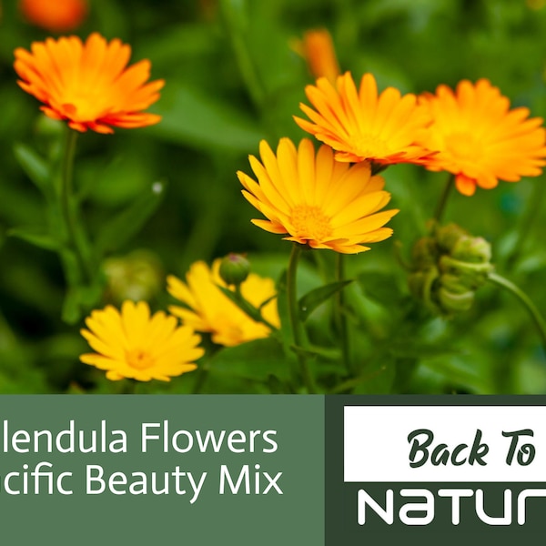 Semillas de flores de caléndula - Pacific Beauty Mix - Semillas de flores orgánicas y no transgénicas - Semillas de reliquia