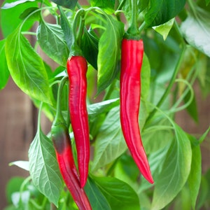 May include: Close-up of vibrant red chili peppers growing on a plant with lush green leaves. The peppers are long and slender, with a glossy texture. The image showcases the natural beauty of the peppers and their fresh, healthy appearance.