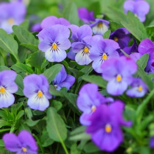 Johnny Jump Up Flower Seeds - Beautiful Flower Seeds - Non Gmo Flowers - Heirloom Seeds - Grow Your Own Flowers At Home!