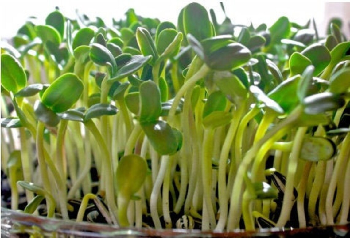 Sunflower Sprouting Seeds Black Oil Sunflower Sprouting Etsy