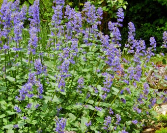 Puede incluir: Un primer plano de un parche de flores moradas con hojas verdes. Las flores están en flor y están creciendo en un jardín.