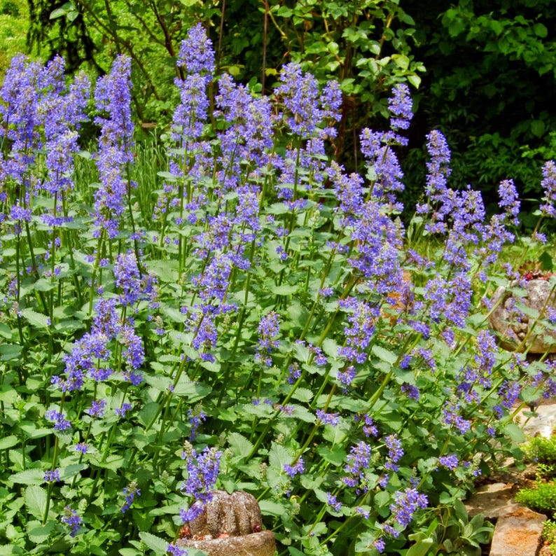 May include: A close-up of a patch of purple flowers with green leaves. The flowers are in bloom and are growing in a garden setting.