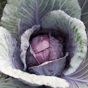 Red Acre Cabbage Seeds - Organic & Non Gmo Cabbage Seeds - Heirloom Seeds - Fresh USA Grown Seeds - Grow Your Own Red Cabbage At Home!