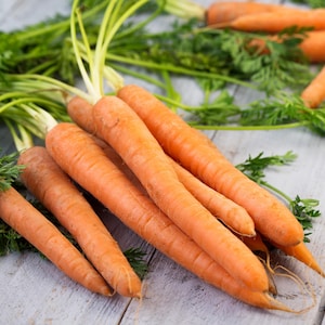 Scarlet Nantes Carrot Seeds - Organic & Non Gmo Carrot Seeds - Heirloom Seeds – Vegetable Seeds - USA Garden Seeds - Grow Your Own Carrots