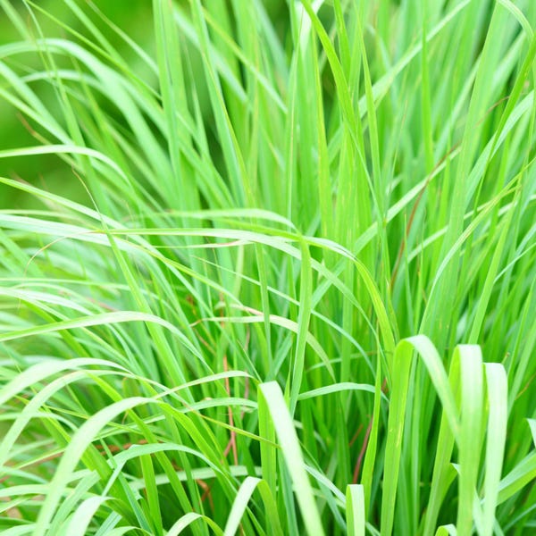 Può includere: Un primo piano di un folto ciuffo di erba verde. Le lame d'erba sono lunghe e sottili, creando una superficie densa e testurizzata.