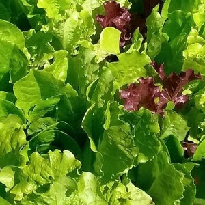 Romaine & Leaf Lettuce Seed Blend - Organic Non Gmo Lettuce Seeds - Heirloom Seeds – Vegetable Seeds - USA Seeds - Grow Your Own Lettuce