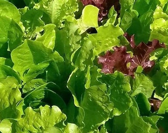 Mezcla de semillas de lechuga romana y de hoja - Semillas de lechuga orgánicas sin OMG - Semillas tradicionales - Semillas de hortalizas - Semillas de EE. UU. - Cultiva tu propia lechuga