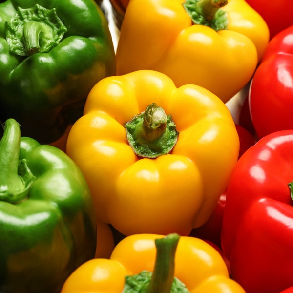 Assorted Bell Pepper Seeds - Organic & Non Gmo Pepper Seeds - Heirloom Seeds - Fresh USA Grown Seeds - Grow Your Own Peppers At Home!