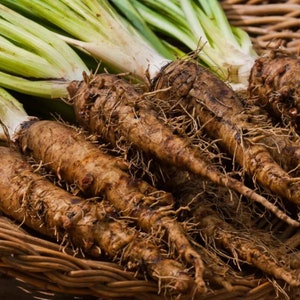 Salsify Seeds - Organic & Non Gmo Salsify Seeds - Heirloom Seeds - Fresh USA Grown Seeds - Grow Your Own Salsify Right At Home!