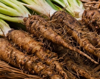 Salsify Seeds - Organic & Non Gmo Salsify Seeds - Heirloom Seeds - Fresh USA Grown Seeds - Grow Your Own Salsify Right At Home!