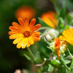 Graines de fleurs de calendula - Pacific Beauty Mix - Graines de fleurs biologiques et sans OGM - Heirloom Seeds