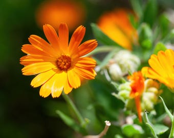 Calendula Flower Seeds - Pacific Beauty Mix - Organic & Non Gmo Flower Seeds - Heirloom Seeds