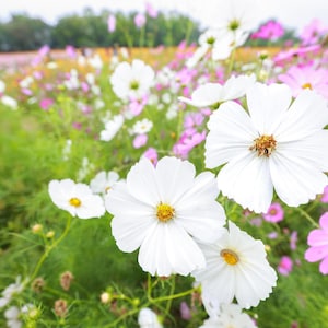 Hummingbird & Butterfly Flower Seed Mix - Attract Pollinators To Your Garden - Non Gmo Flower Seeds - Grow Your Own Flowers At Home