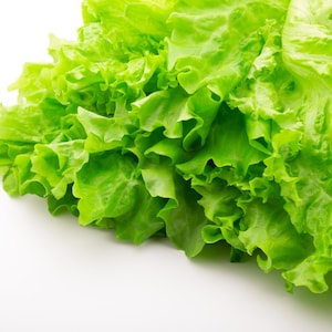 Leaf Lettuce Seeds - Organic & Non Gmo Lettuce Seeds - Heirloom Seeds – Vegetable Seeds - USA Garden Seeds - Grow Your Own Lettuce At Home