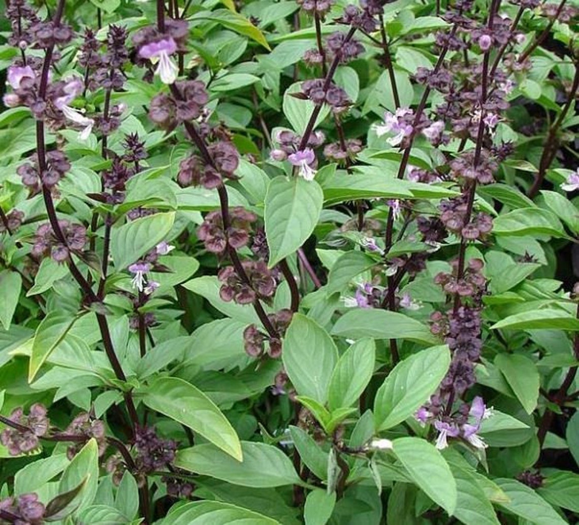 Thai Basil Seeds Organic Non Gmo Heirloom Seeds Herb Etsy