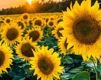 100+ Sunflower Seeds Birds Love Them Black Oil Seeds Heirloom Sunflower Seeds