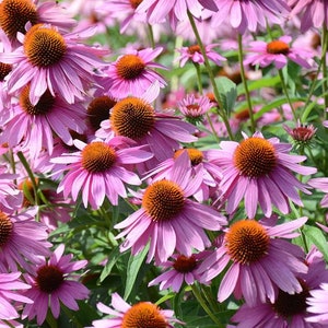 Purple Coneflower Seeds - Organic & Non Gmo Flower Seeds - Heirloom Seeds - Fresh USA Grown Seeds - Grow Your Own Flowers At Home!