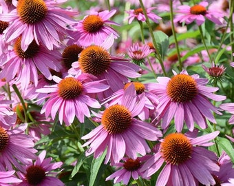Purple Coneflower Seeds - Organic & Non Gmo Flower Seeds - Heirloom Seeds - Fresh USA Grown Seeds - Grow Your Own Flowers At Home!