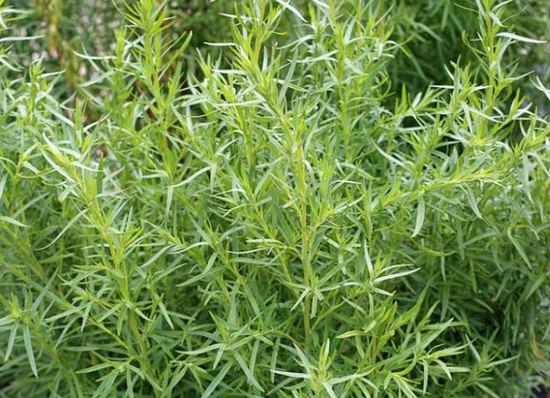 Tarragon Seeds Organic Non Gmo Heirloom Seeds Herb Etsy