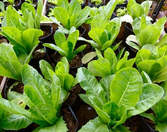 Semillas de lechuga romana - Semillas de lechuga orgánicas y sin OMG - Semillas de lechuga tradicional - Semillas de hortalizas - Semillas de jardín de EE. UU. - Cultiva lechuga en casa