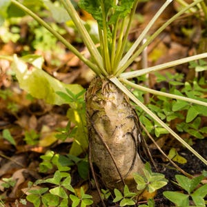 Sugar Beet Seeds - Organic & Non Gmo Beet Seeds - Heirloom Seeds - Fresh USA Grown Seeds - Grow Your Own Sugar Beets At Home!