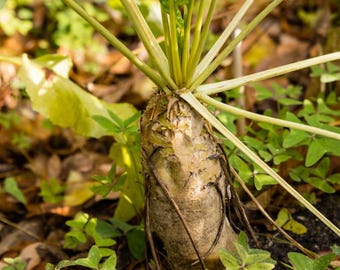 Semi di barbabietola da zucchero biologici: cimelio non OGM, coltivati negli Stati Uniti