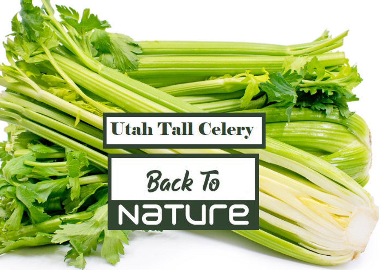 Utah Tall Celery Seeds Organic Non Gmo Heirloom Seeds Etsy