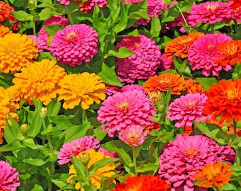 Beautiful Zinnia Flower Seeds - California Giant Zinnia Seeds - Edible Flowers - Organic & Non Gmo Flower Seeds - Heirloom Seeds