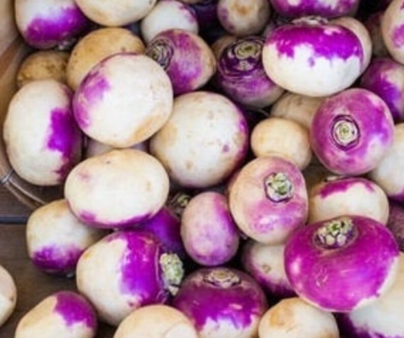 Purple Top Turnips Seeds Organic Non Gmo Heirloom Etsy