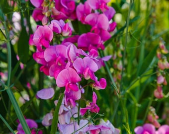 Sweet Pea Flower Seeds: Organic Heirloom, USA Grown