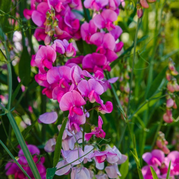 Sweet Pea Flower Seeds: Organic Heirloom, USA Grown
