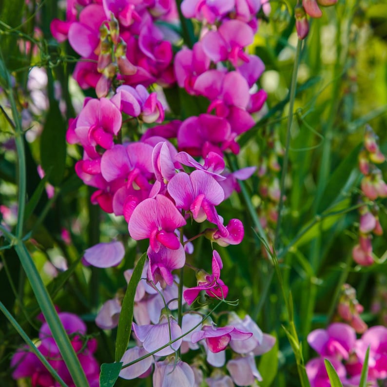 May include: A cluster of pink sweet pea flowers in bloom. The flowers are arranged in a cascading pattern, with some flowers facing the camera and others facing away. The flowers are surrounded by green foliage.
