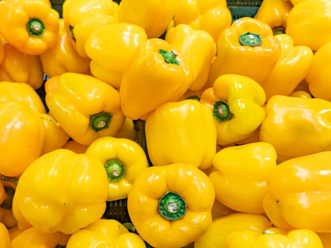 Yellow Bell Pepper Seeds Organic & Non Gmo Pepper Seeds Heirloom Seeds
