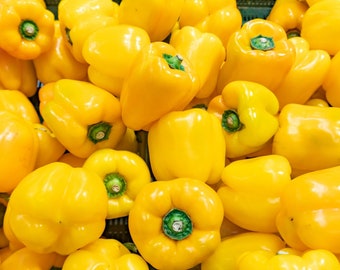 Semi di peperone giallo - Semi di peperone biologici e non OGM - Semi antichi - Semi freschi coltivati negli Stati Uniti