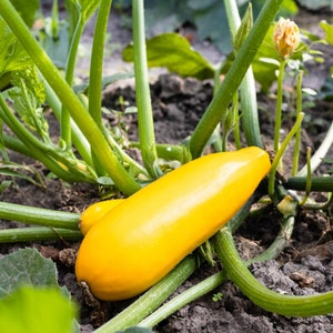 Yellow Squash Seeds - Organic & Non Gmo Squash Seeds - Heirloom Seeds - Fresh USA Grown Seeds - Grow Your Own Squash Right At Home!