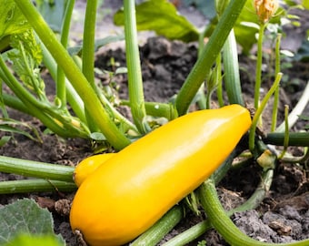 Yellow Squash Seeds - Organic & Non-GMO Squash Seeds - Grow Your Own Food At Home