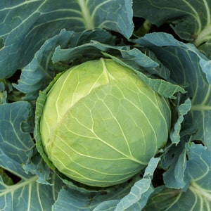 Cabbage Seeds - Organic & Non Gmo Cabbage Seeds - Heirloom Seeds - Fresh USA Grown Seeds - Grow Your Own Cabbage Right At Home!