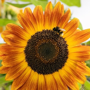 Autumn Beauty Sunflower Seeds - Organic & Non Gmo Sunflower Seeds - Heirloom Seeds - Grow Your Own Beautiful Sunflowers At Home